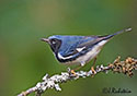 Dendroica Caerulescens